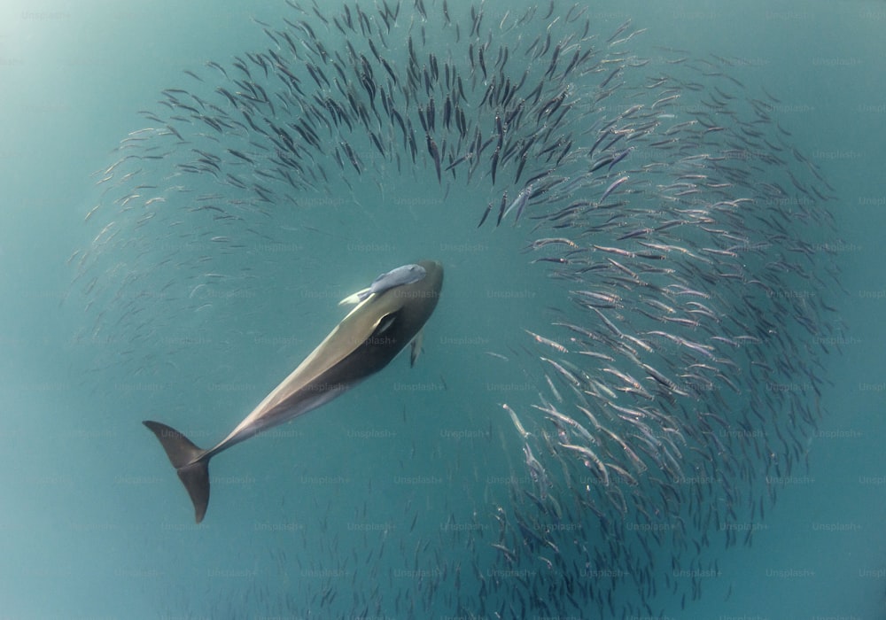 Un delfino nella corsa delle sardine