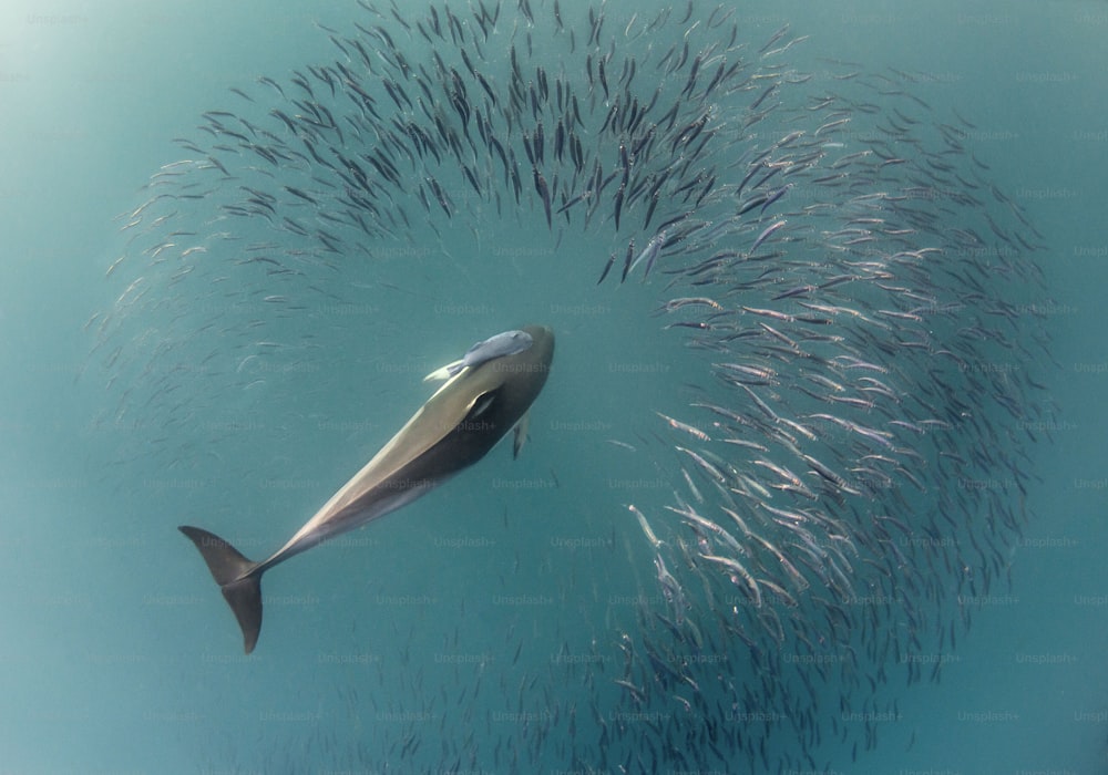 A dolphin in Sardine run