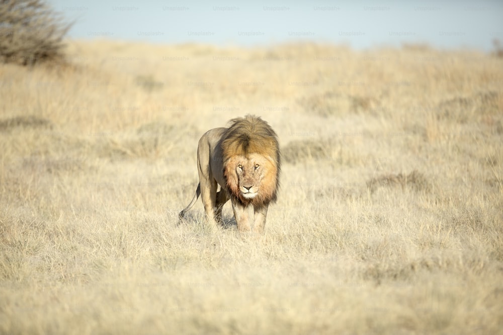 나미비아 에토샤 국립공원에서 갈기에 피가 묻은 수컷 사자.