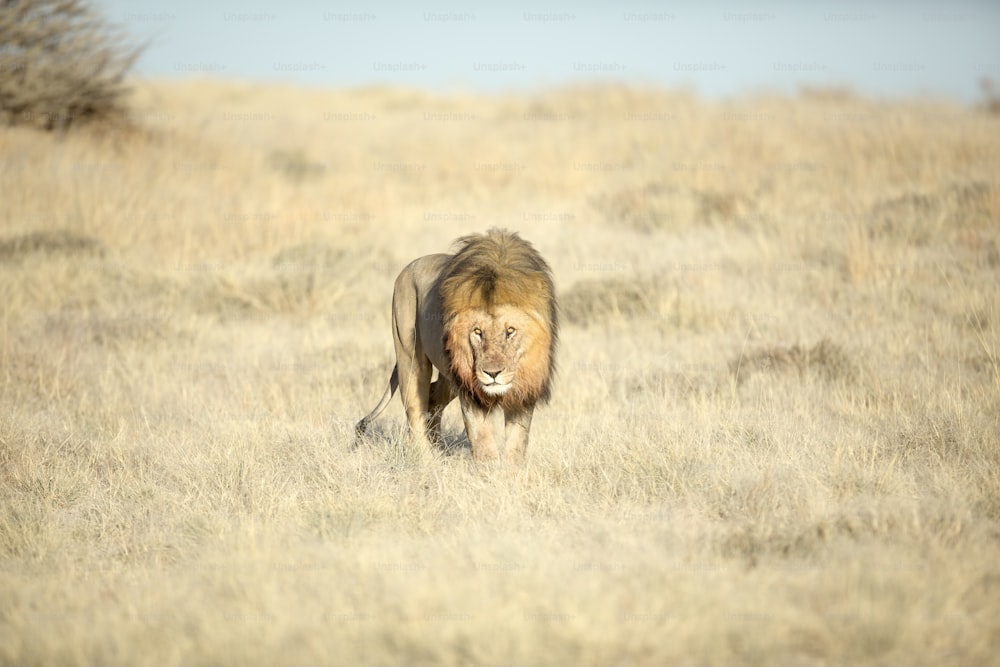 A male lion with blood on his mane in Etosha National Park, Namibia.