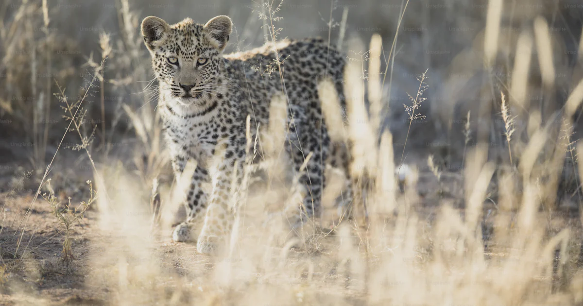 Leopard Exploring A young leopard cub exploring in the morning light photo – Masai mara ...
