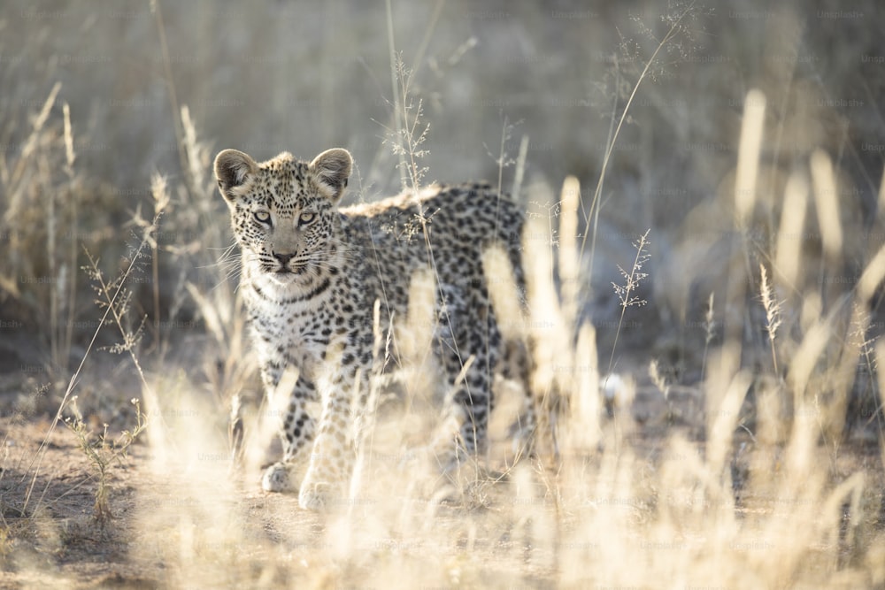 Un giovane cucciolo di leopardo che esplora nella luce del mattino