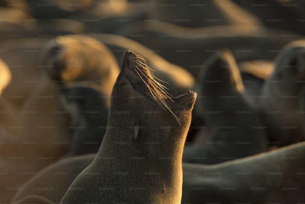 Una foca nella colonia di foche di Cape Cross, Namibia.
