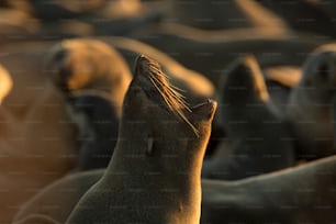 Una foca en la colonia de focas de Cape Cross, Namibia.