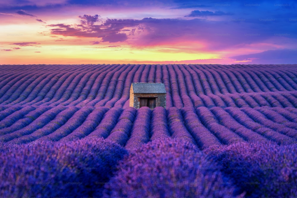 해질녘에 아름다운 라벤더 밭.