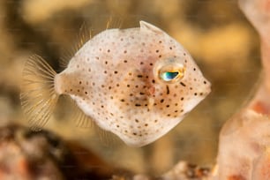 インドネシア・レンベのトリガーフィッシュの稚魚