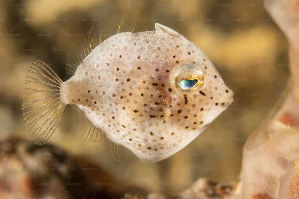 A Juvenile Triggerfish in Lembeh in Indonesia