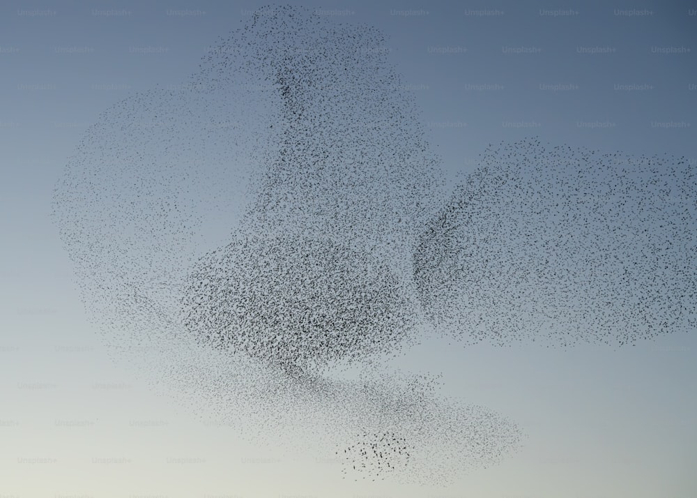 Beautiful large flock of starlings (Sturnus vulgaris), Geldermalsen in the Netherlands. During January and February, hundreds of thousands of starlings gathered in huge clouds.  Starling murmurations!