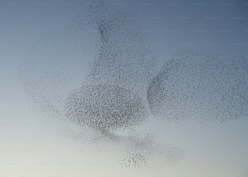 Types of Birds That Form Large Flocks Together