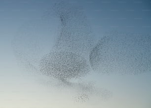 Beautiful large flock of starlings (Sturnus vulgaris), Geldermalsen in the Netherlands. During January and February, hundreds of thousands of starlings gathered in huge clouds.  Starling murmurations!