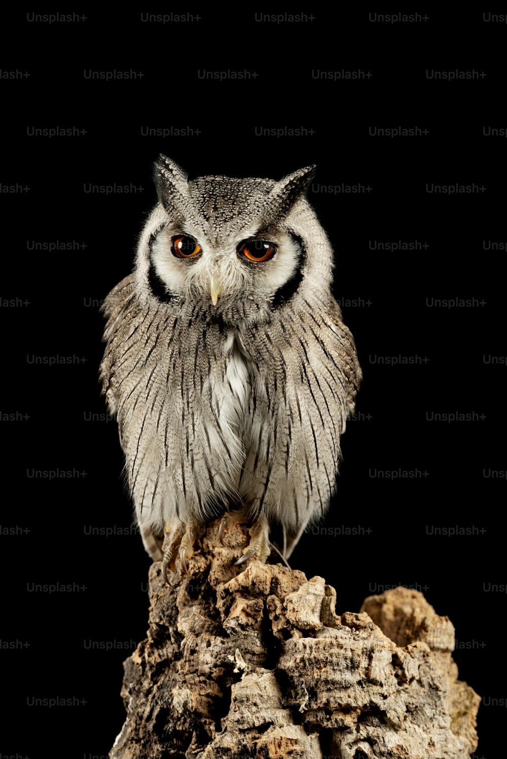 Beautiful portrait of Southern White Faced Owl Ptilopsis Granti in studio setting on black background with dramatic lighting