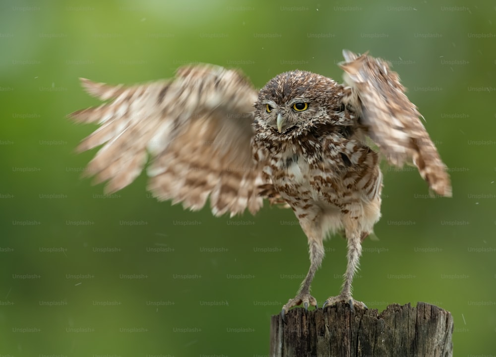 A burrowing Owl in Cape Coral, Florida.