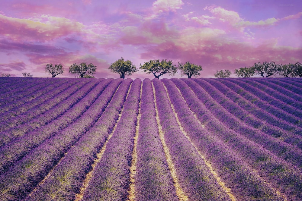 Schönes Lavendelfeld mit bewölktem Himmel, Frankreich, Europa