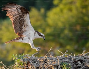 Un águila pescadora en el sur de Florida