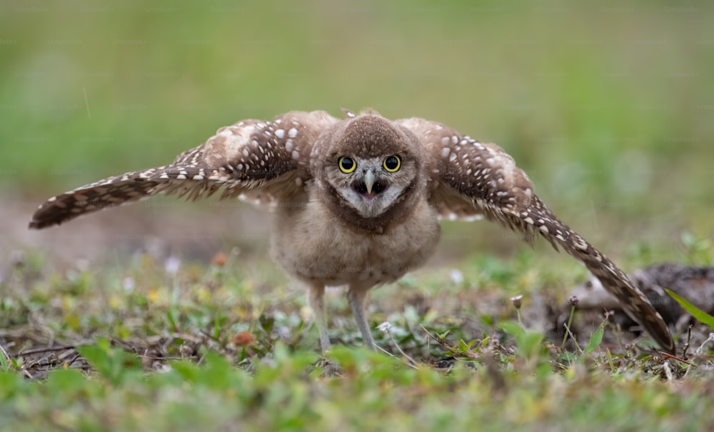 A burrowing Owl in Cape Coral, Florida.