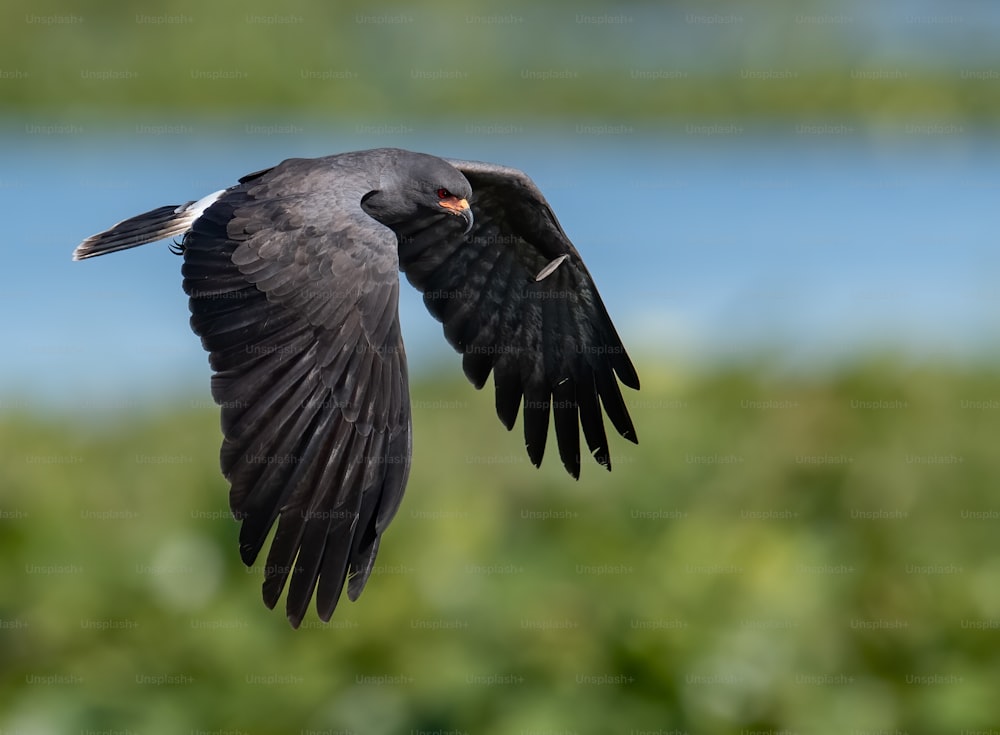 A snail kite in southern Florida