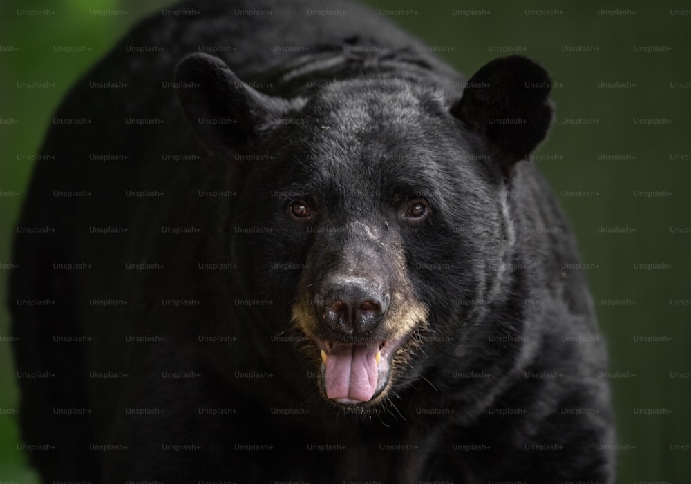 Un portrait d’ours noir dans les bois.