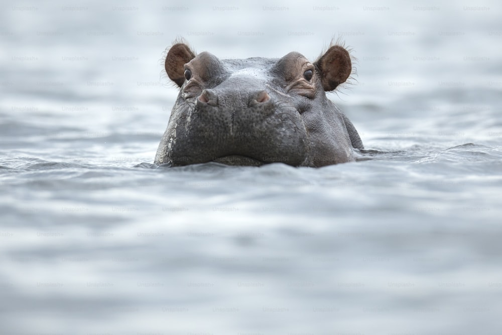 Hippo just above the waterline