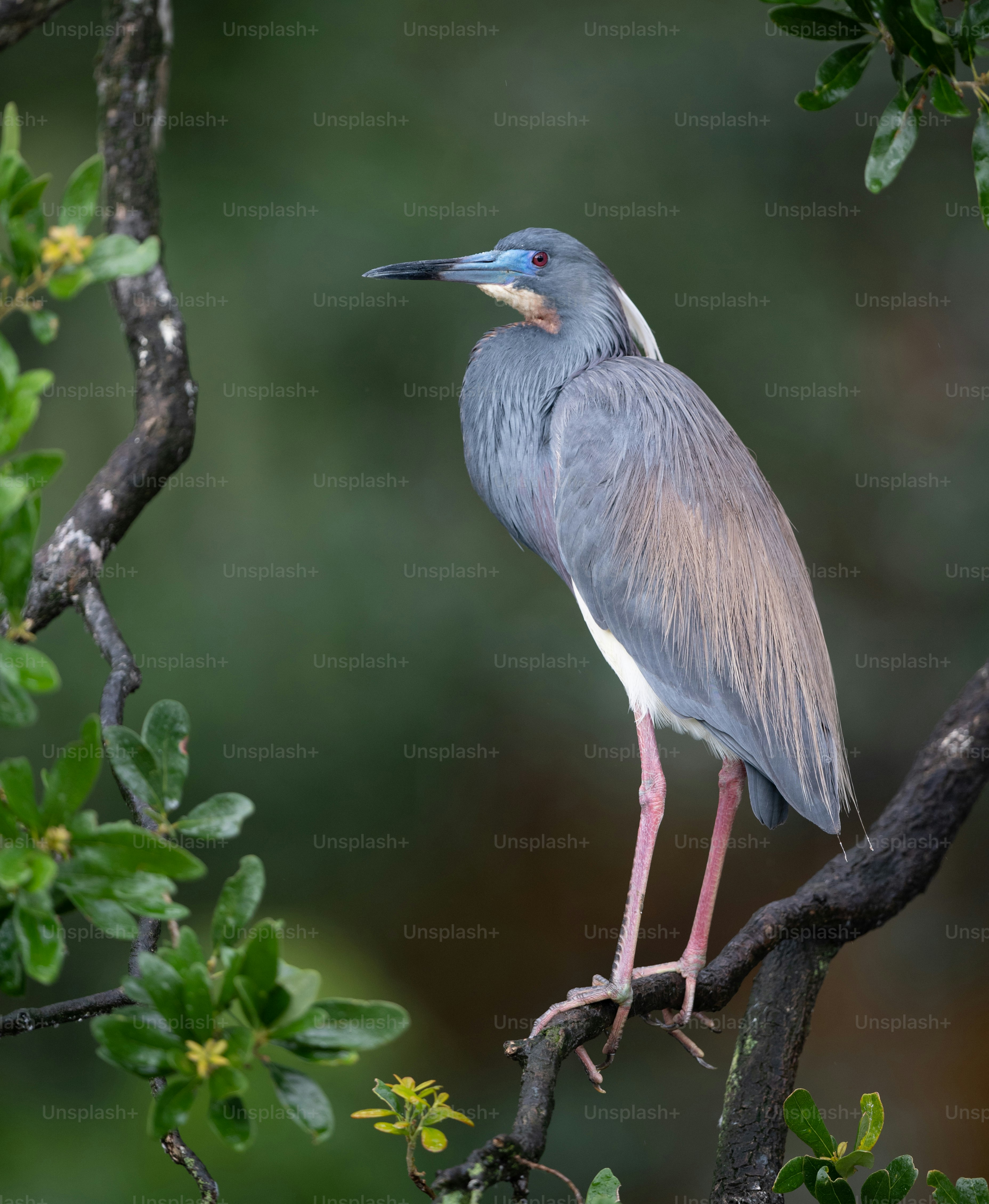 Dreifarbiger Reiher in Nordflorida