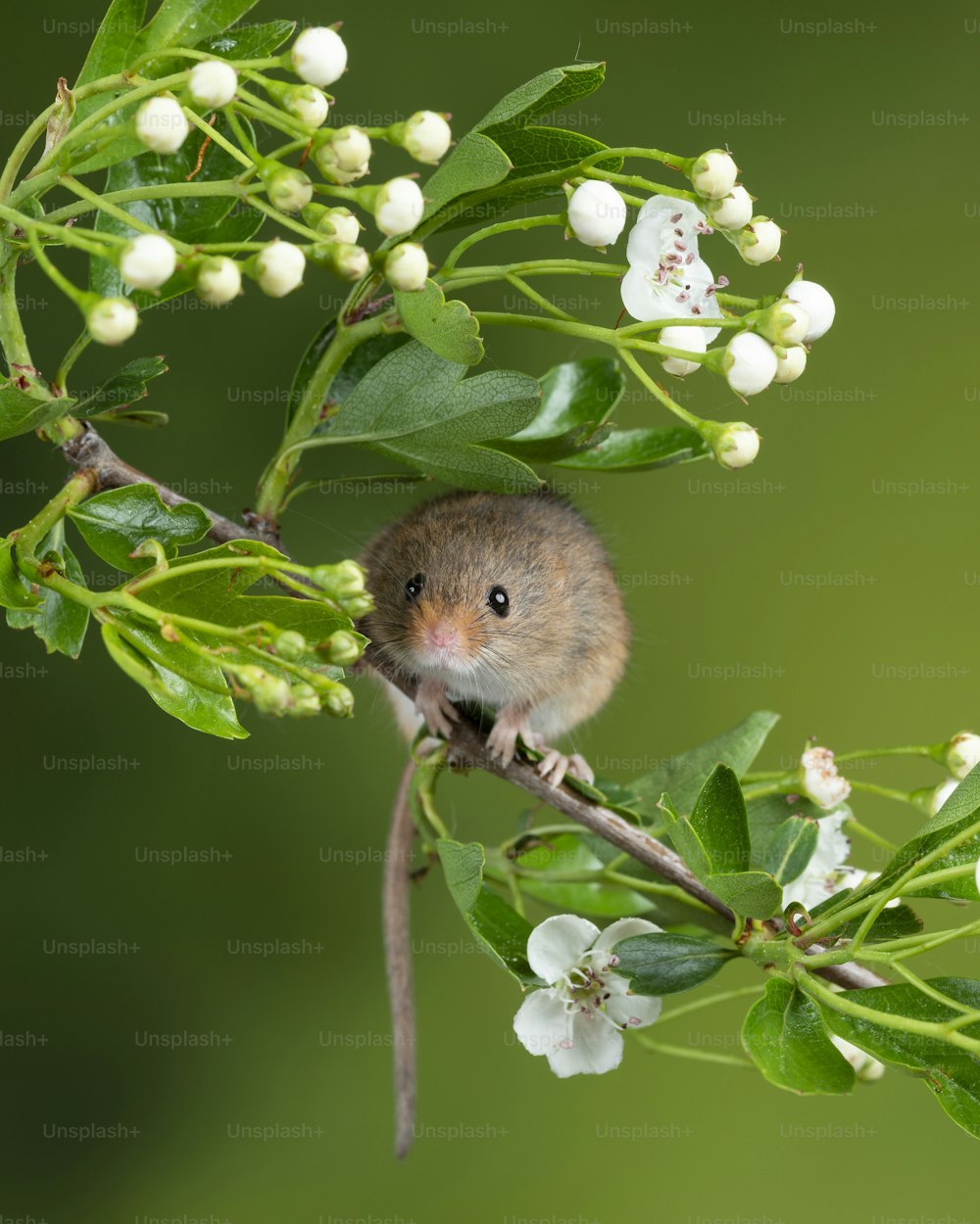 귀여운 수확 쥐 micromys minutus 흰색 꽃 잎에 중립 녹색 자연 배경