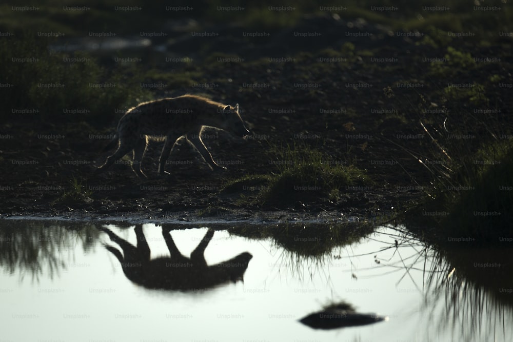 Hyène se reflétant dans un trou d’eau.