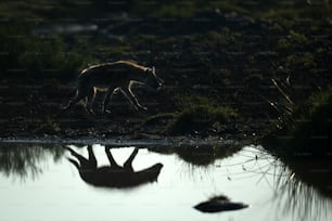Hiena reflejada en un pozo de agua.