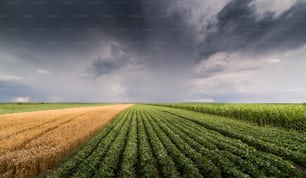 Soybean and wheat field ripening at spring season stormy day