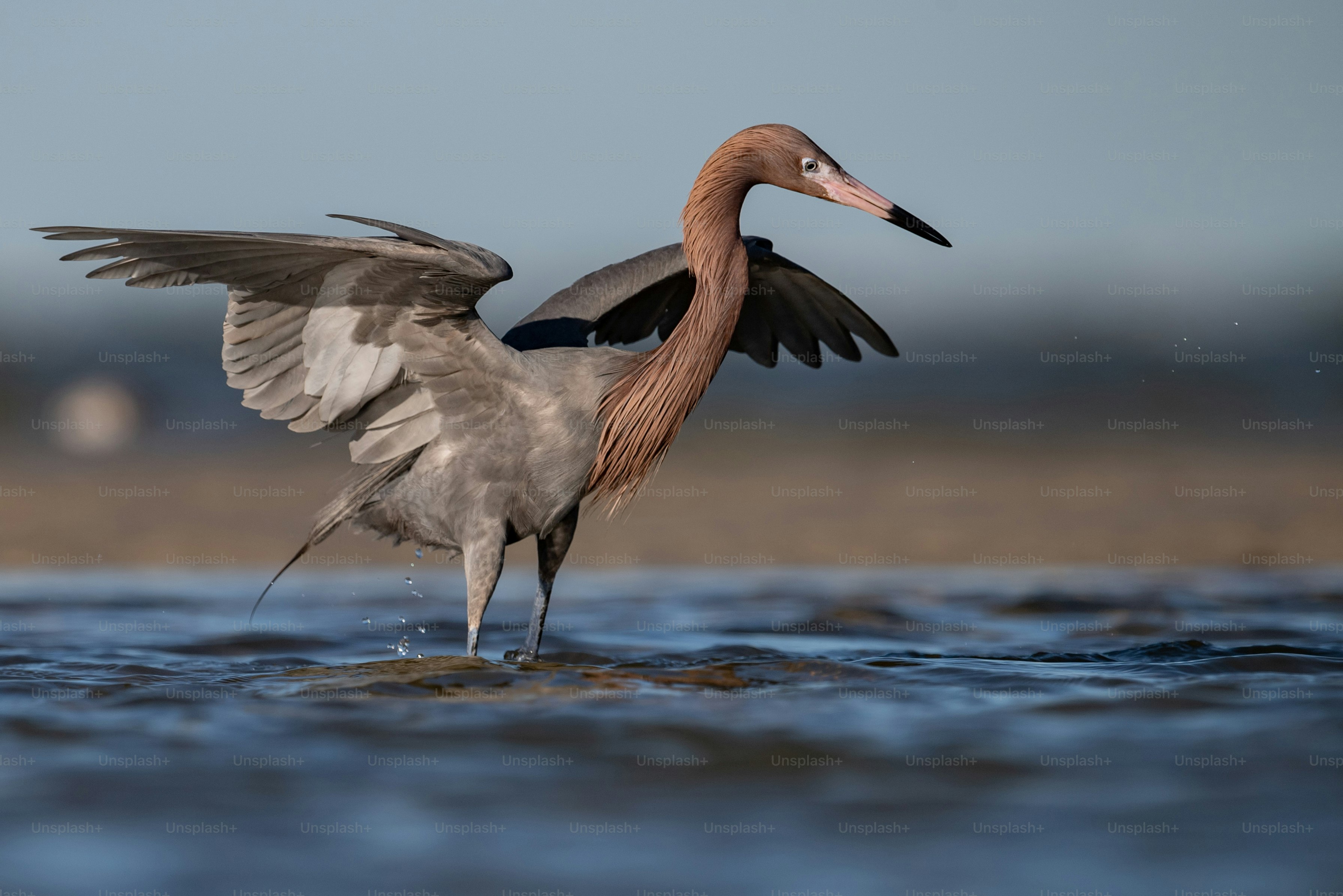Reddish egret in Northern Florida