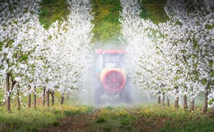 Trator pulveriza pomar de cerejeiras na primavera.