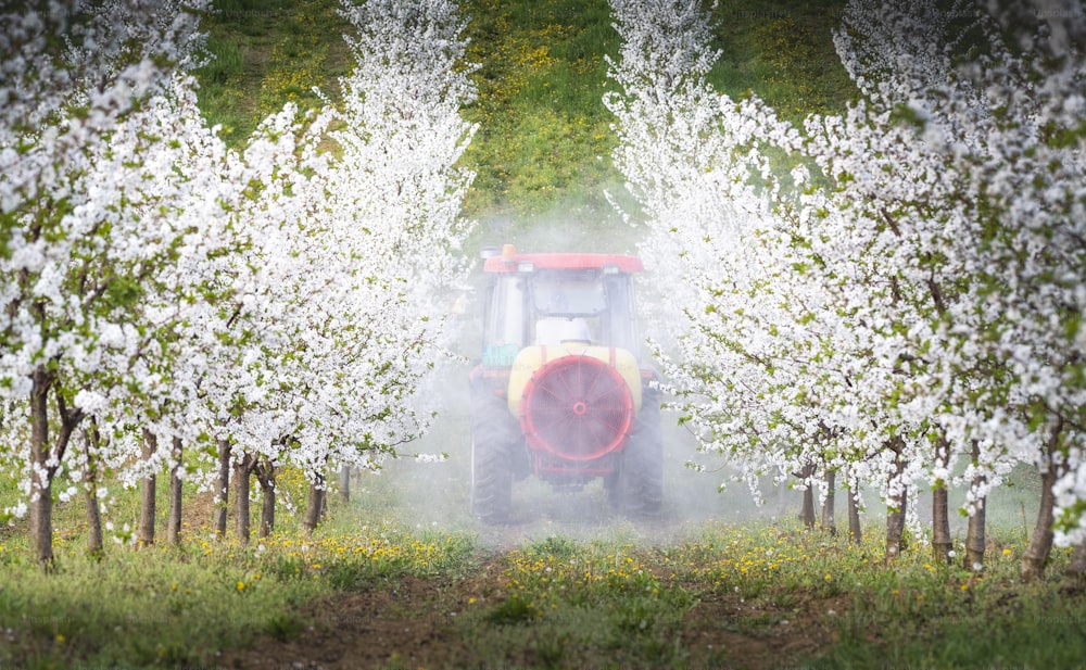 Tractor sprays cherry orchard in springtime.