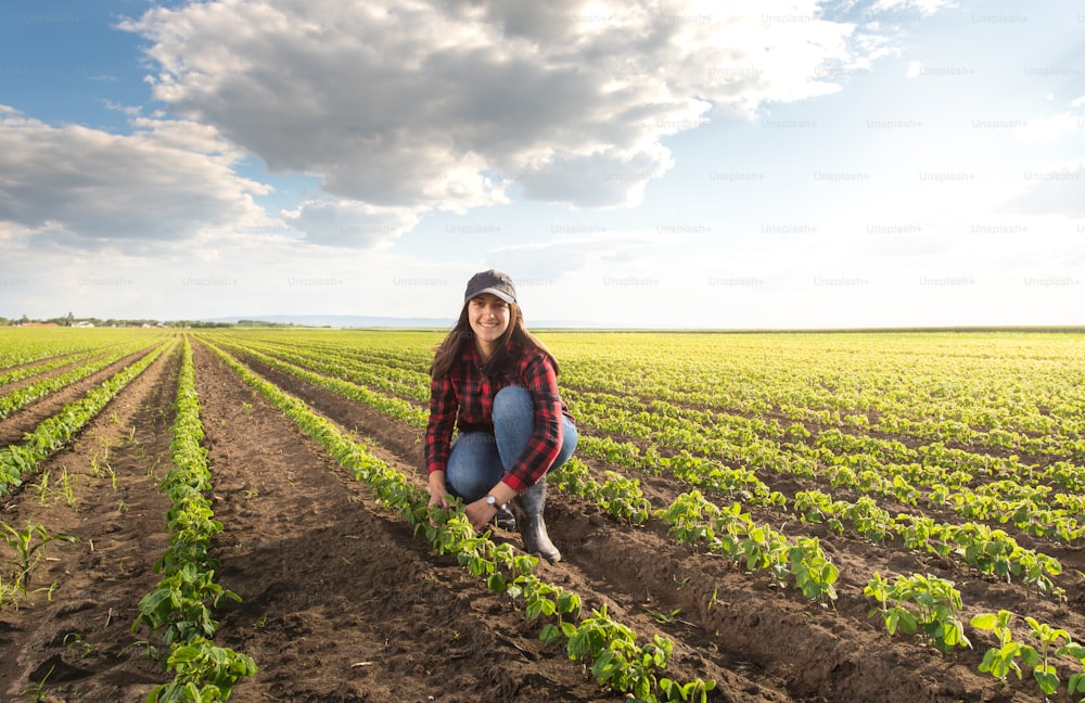 Female farmer or agronomist examining green soybean plants in field