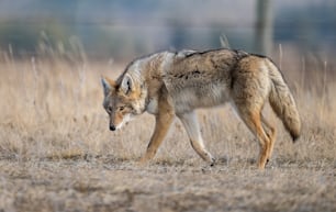 Un coyote à Banff, au Canada.