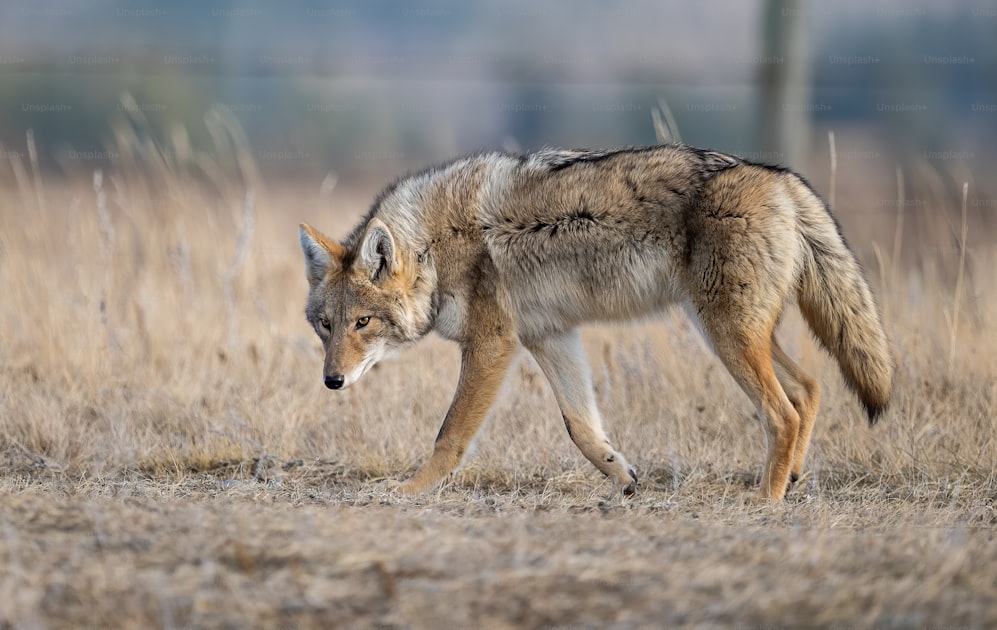 Coyote standing alert in open grassland terrain in early morning light