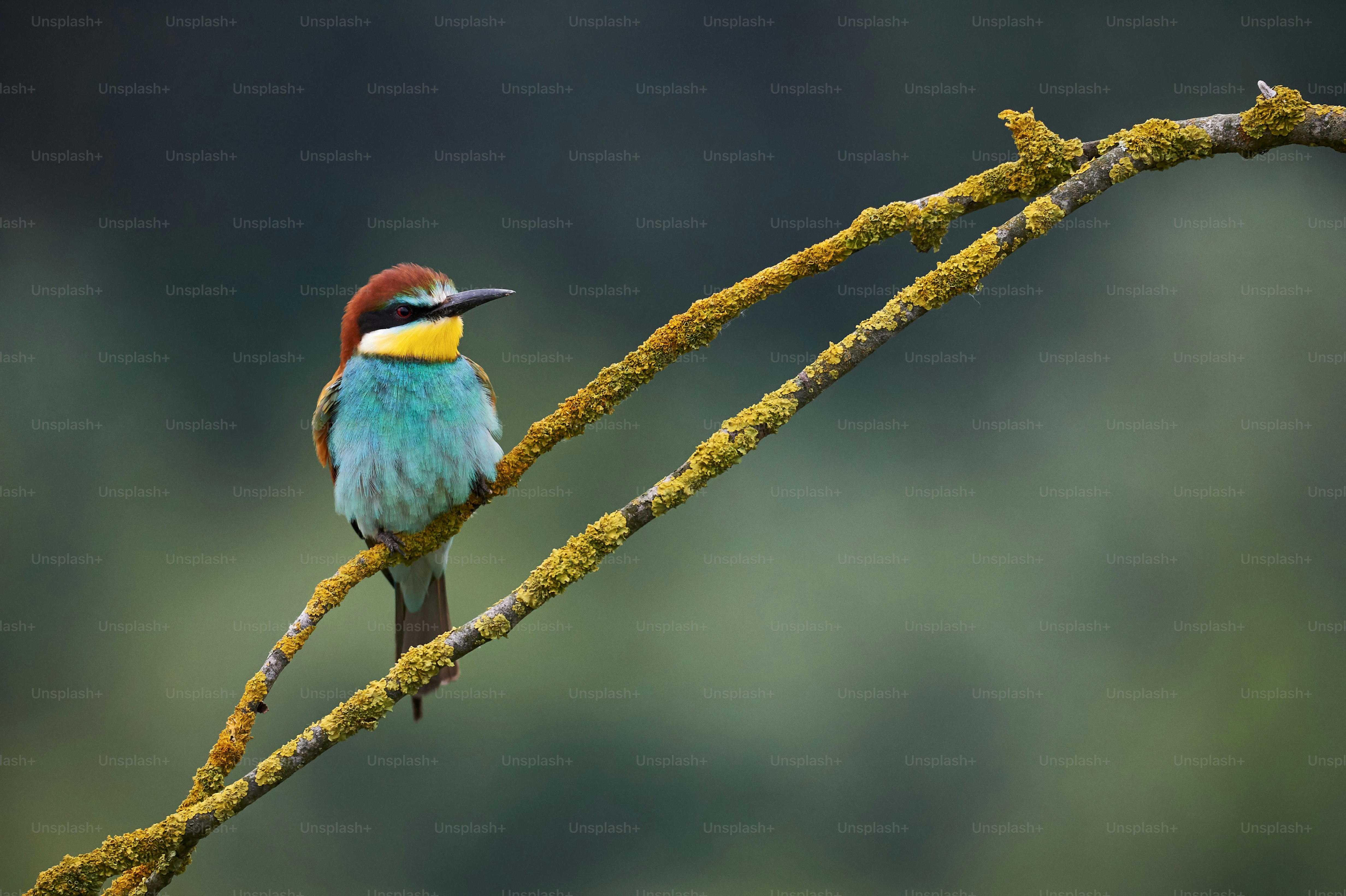 Beautiful european bee eater, Merops apiaster perched on a yellow branch.