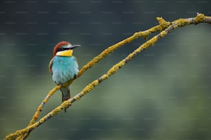 Beautiful european bee eater, Merops apiaster perched on a yellow branch.