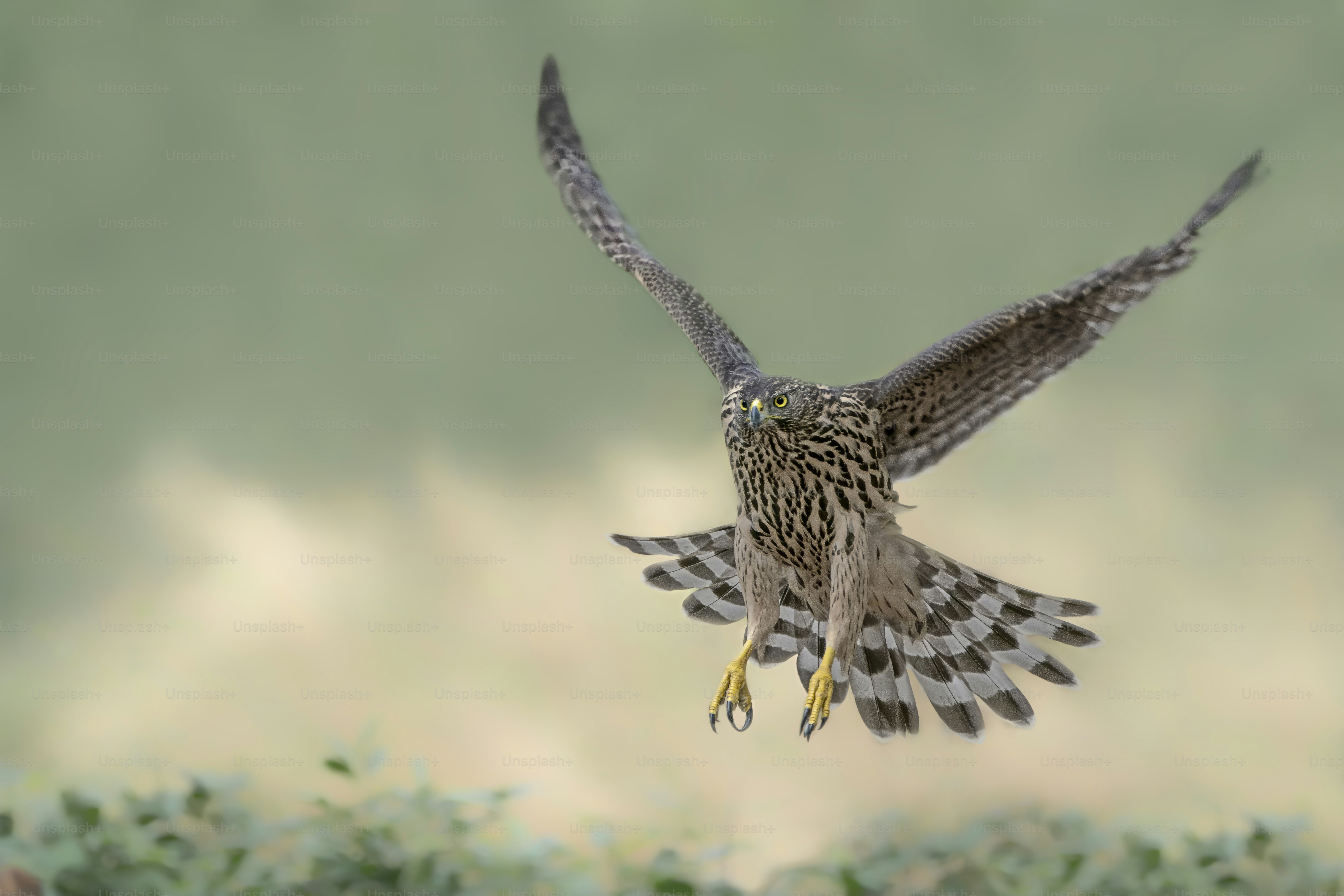 Flying juvenile Northern Goshawk (Accipiter gentilis) flying in the forest of Noord Brabant in the Netherlands. Soft green background.