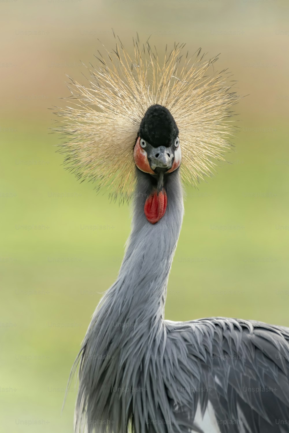 Portrait of a beautiful Black crowned crane, or Black Crested Crane (Balearica pavonina) close-up profile. National bird of Nigeria. Green background.