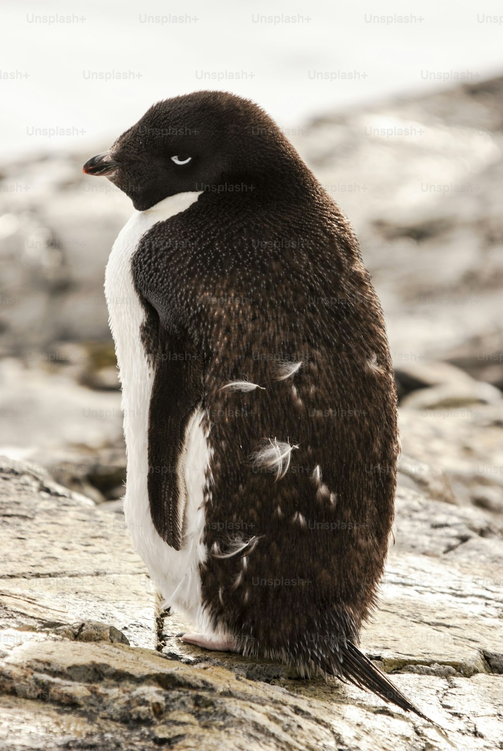 Um pinguim jovem na Antártida