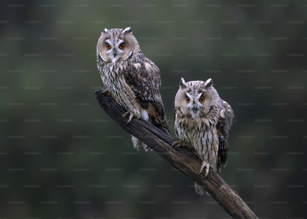Two beautiful The long-eared owls (Asio otus) on a branch in the forest of Noord Brabant in the Netherlands.