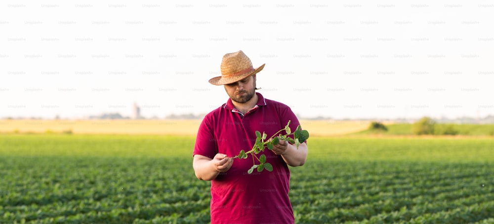 Farmer in soybean fields. Growth, outdoor.