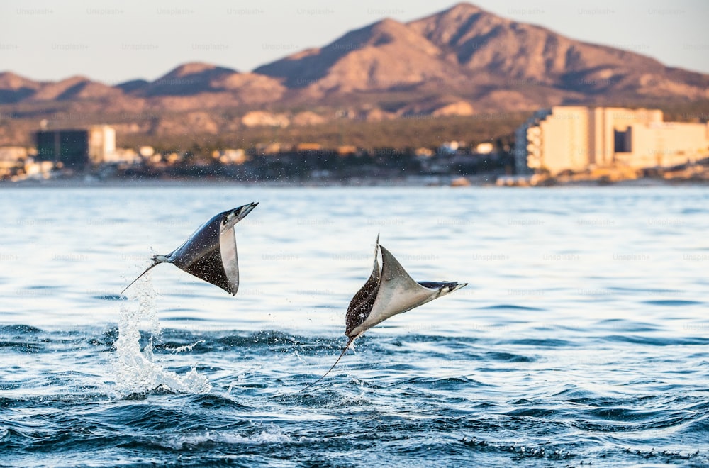 Mobula-Rochen springen aus dem Wasser. Der Munk-Teufelsrochen ("Mobula munkiana") ist eine Rochenart aus der Familie der Rochen (Myliobatida). Pazifik