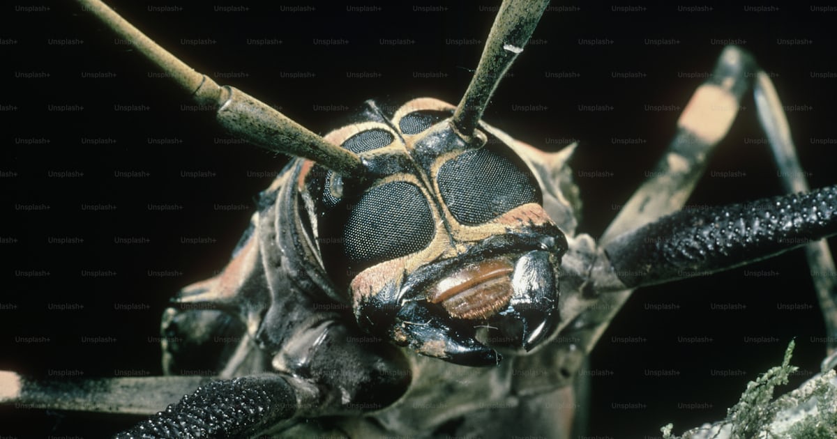 A close up of a bug on a rock photo – Beetle Image on Unsplash