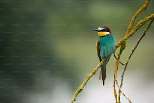 Beautiful european bee eater, Merops apiaster perched on a yellow branch.