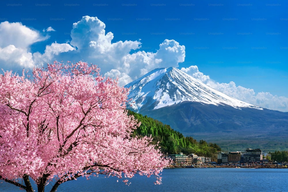 春の富士山と桜、日本。