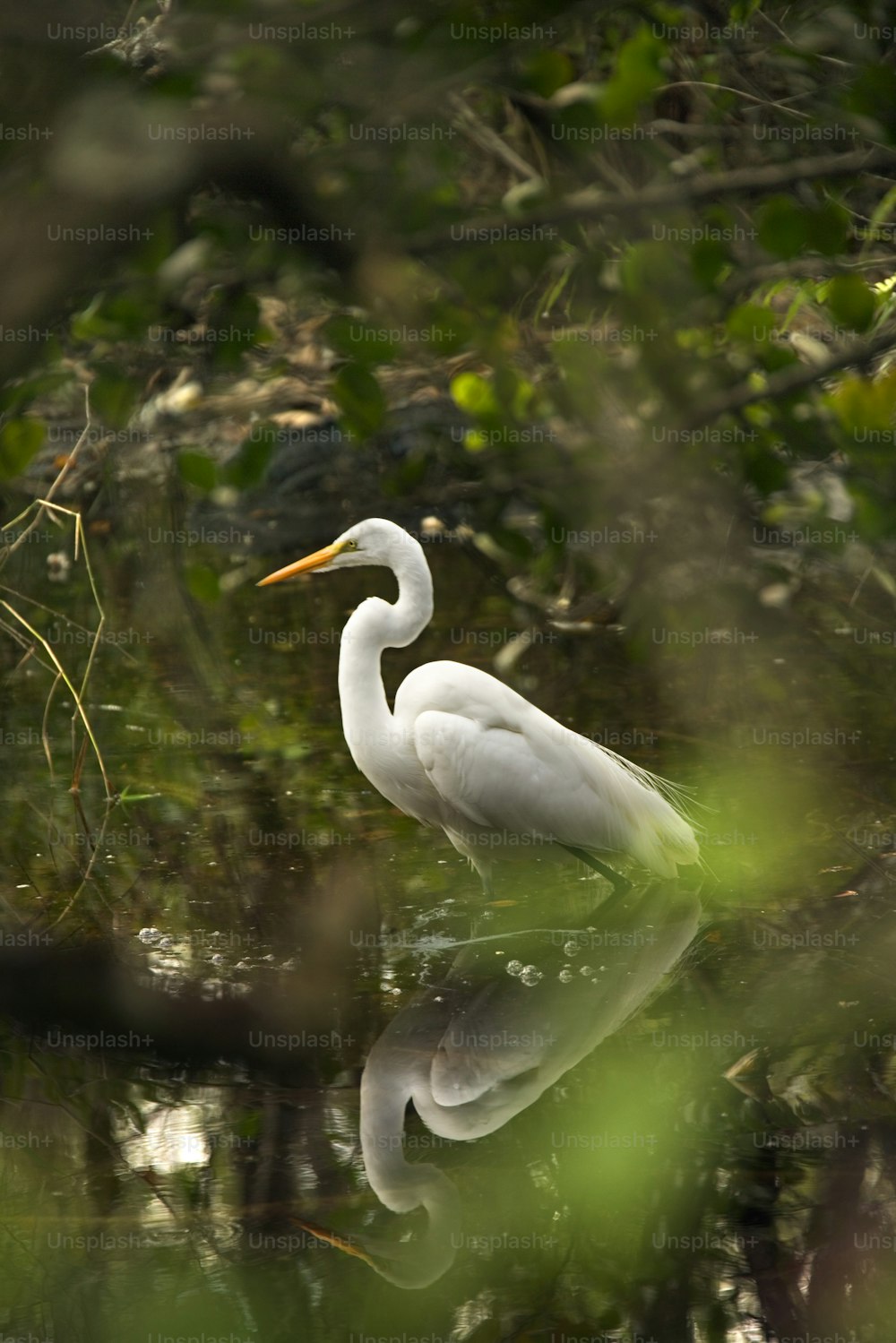 a white bird is standing in the water