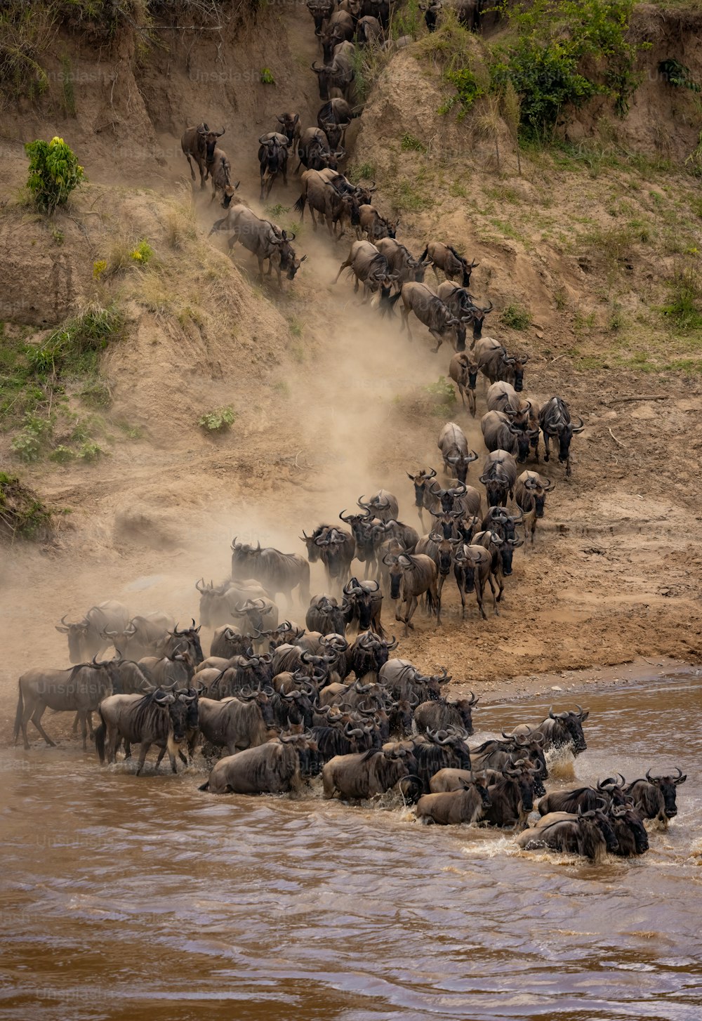A photo of the wildebeest migration in Africa photo – Animal Image on  Unsplash