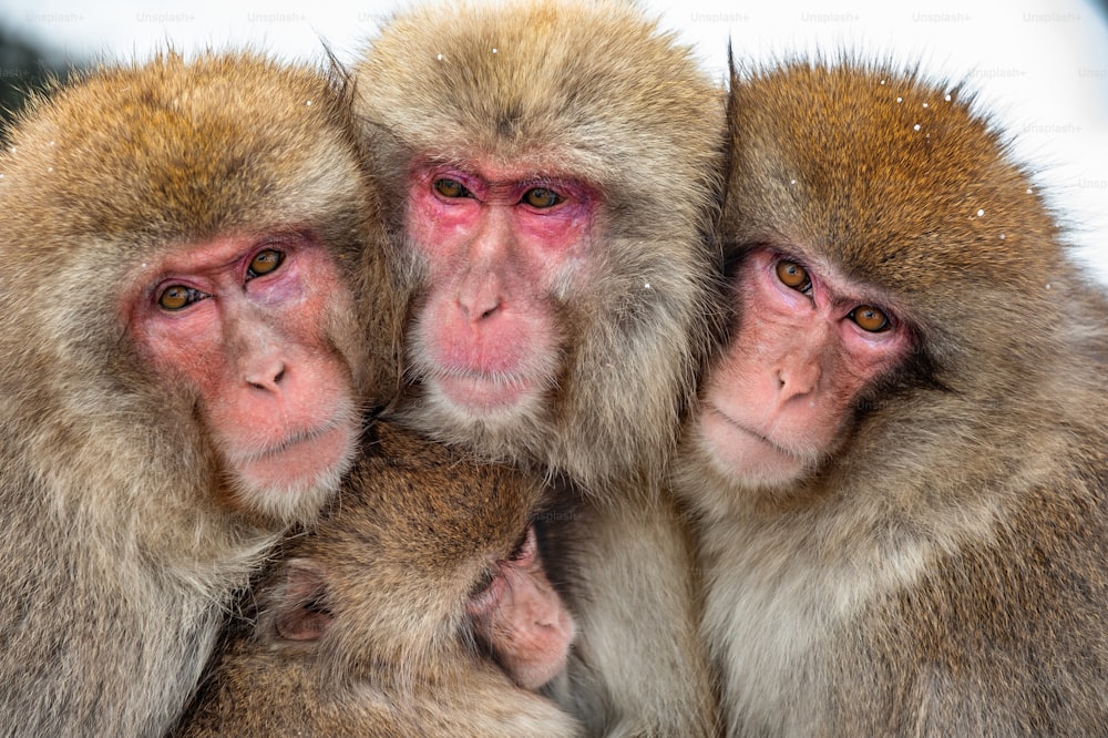 Macacos japoneses. Retrato de grupo de primer plano. El macaco japonés (nombre científico: Macaca fuscata), también conocido como mono de las nieves. Hábitat natural, temporada de invierno.