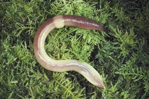 a close up of a worm on a plant