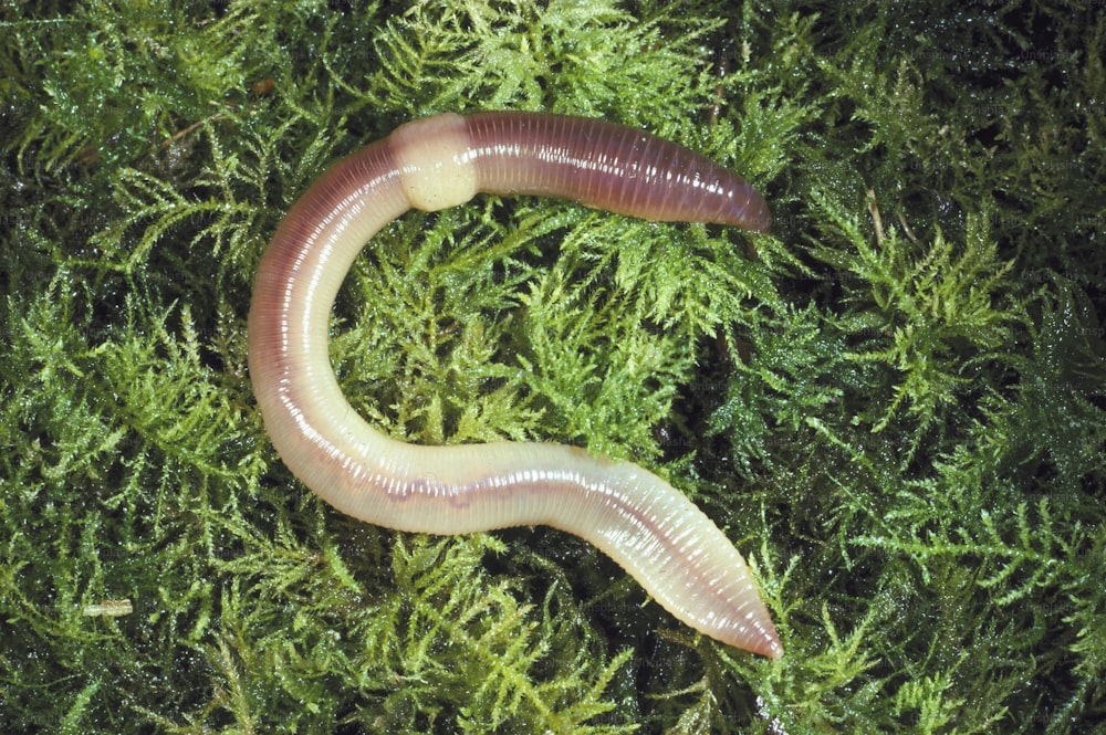 a close up of a worm on a plant