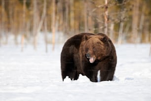 Big brown bear photographed in late winter while walking in snow in the Finnish taiga